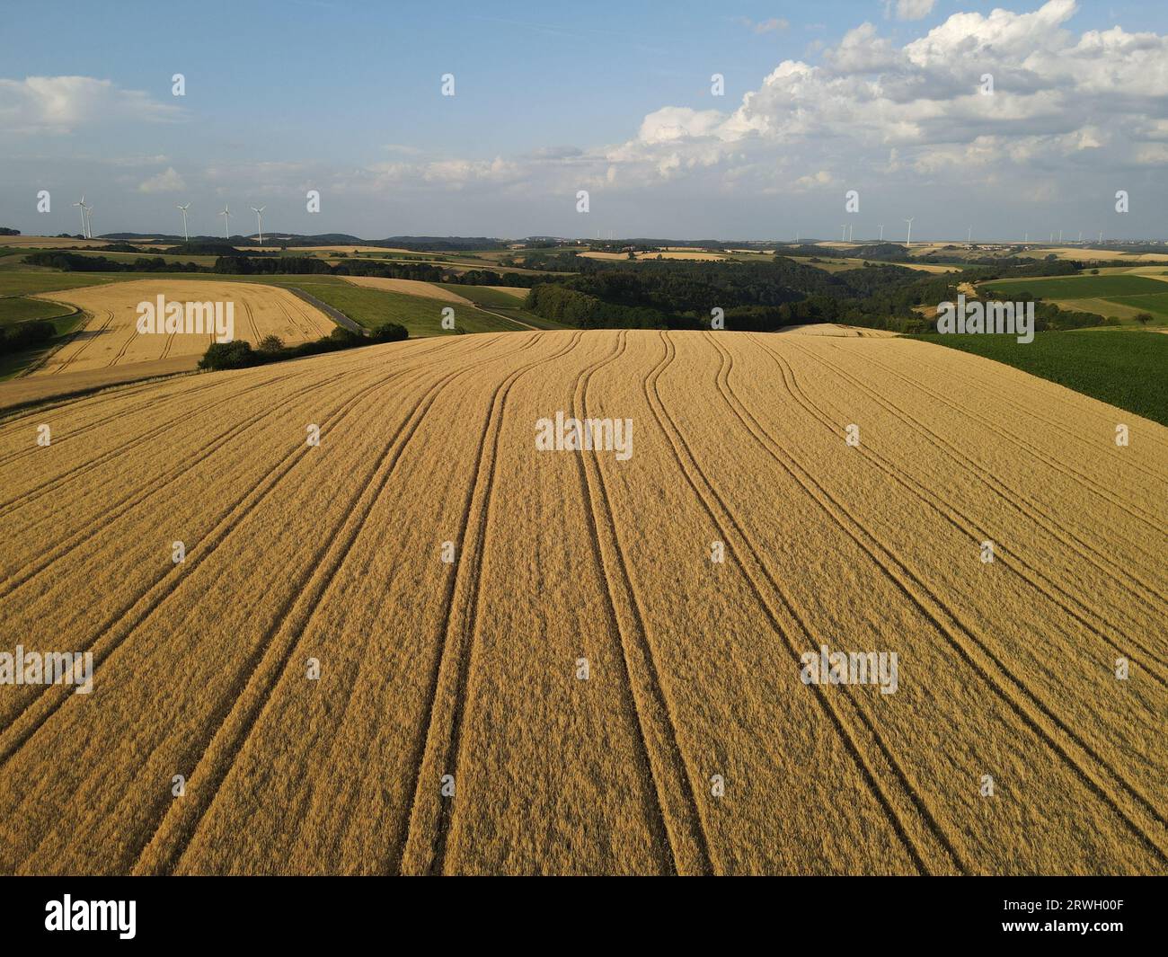 Champs de culture de couleur or mûr dans la campagne en été d'en haut Banque D'Images