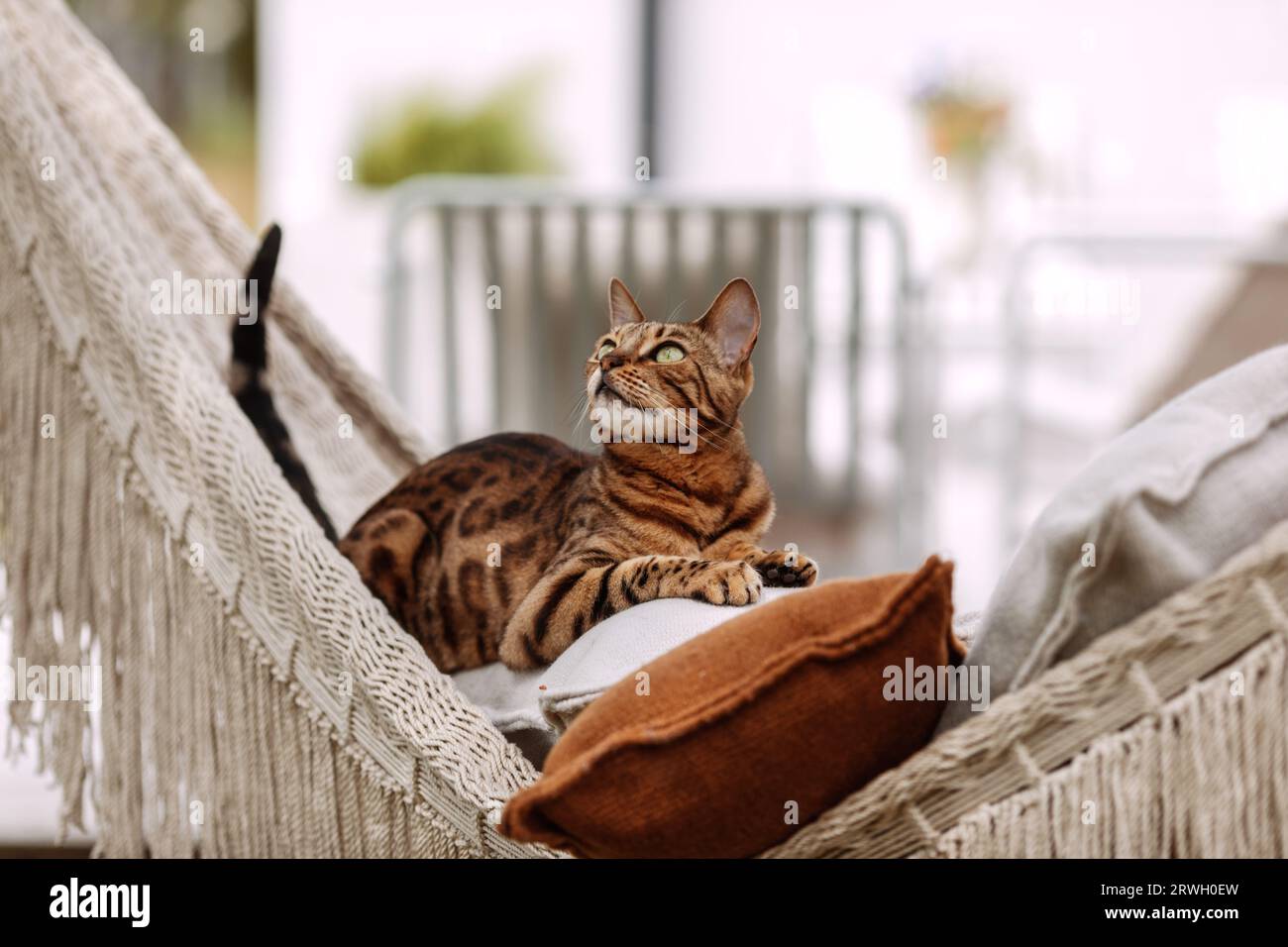 Chat Bengale se détendant dans un hamac Banque D'Images