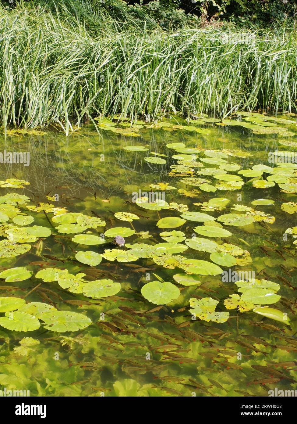 Rudd – banc dans le lac Scardinius erythrophthalmus Essex, UK FI000062 Banque D'Images