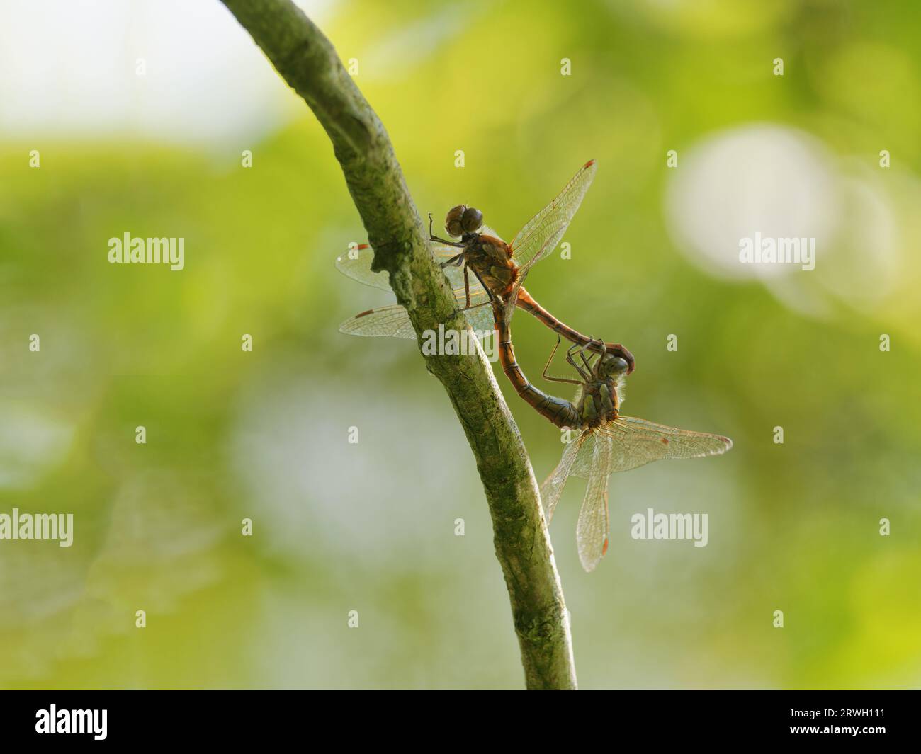 Libellule Darter commun – paire d'accouplement Sympetrum striolatum Essex, UK IN004371 Banque D'Images