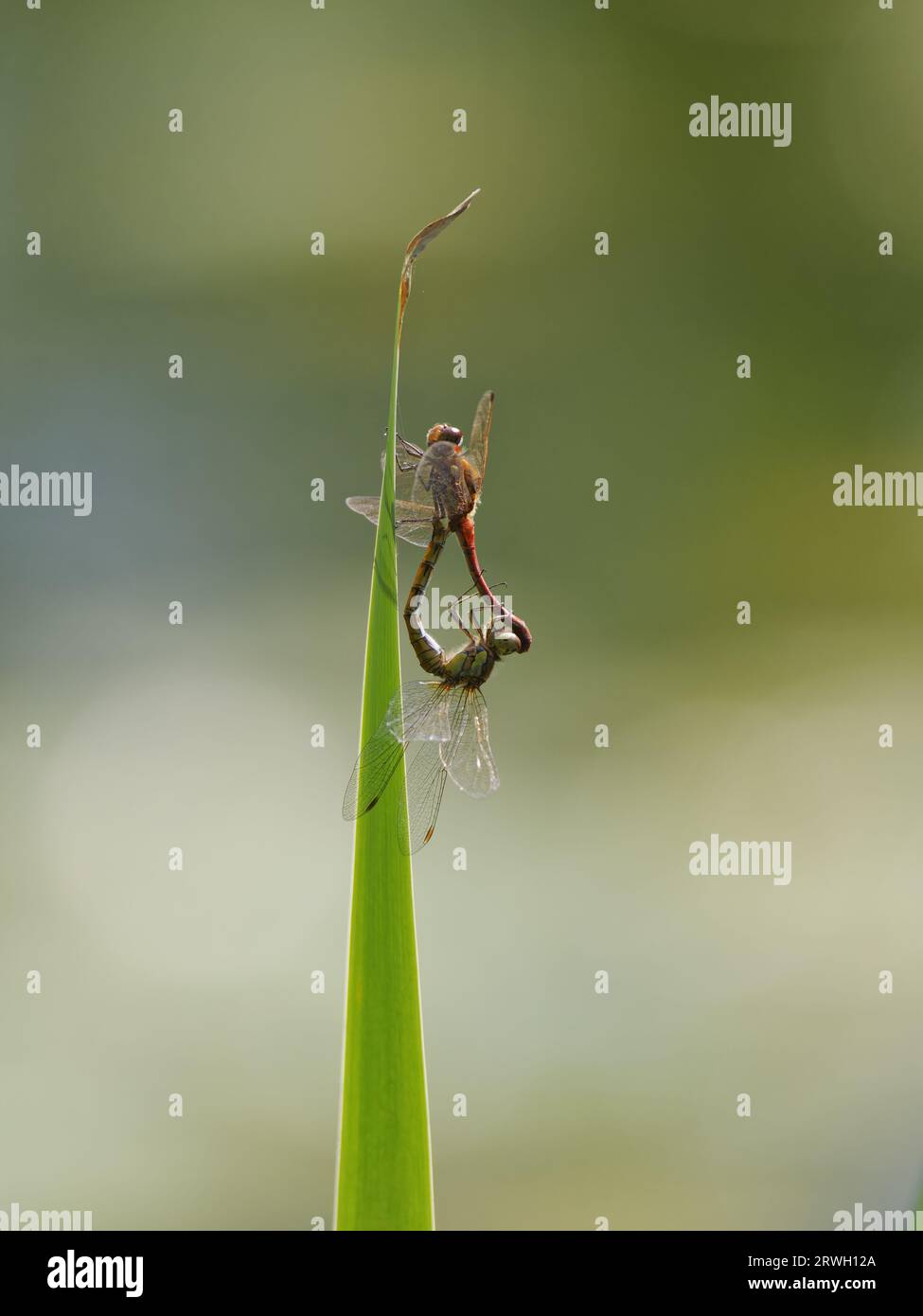 Libellule Darter commun – paire d'accouplement Sympetrum striolatum Essex, UK IN004373 Banque D'Images
