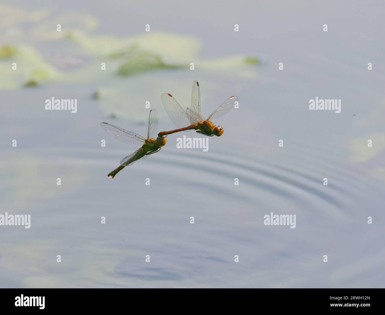 Common Darter Dragonfly – volant en tandem Sympetrum striolatum Essex, UK IN004374 Banque D'Images