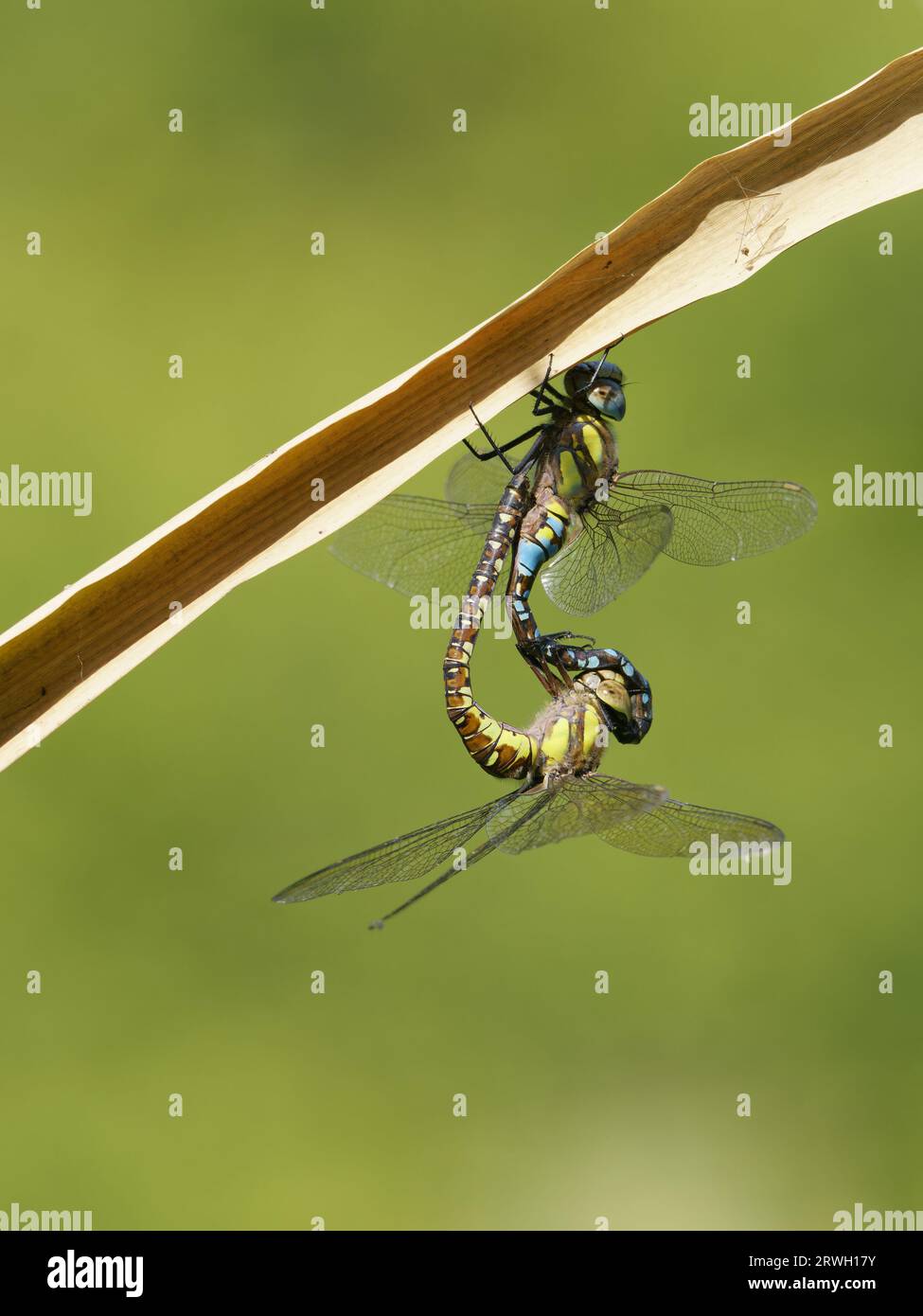 Migrant Hawker Dragonfly paire accouple Aeshna mixta Essex, UK IN004451 Banque D'Images