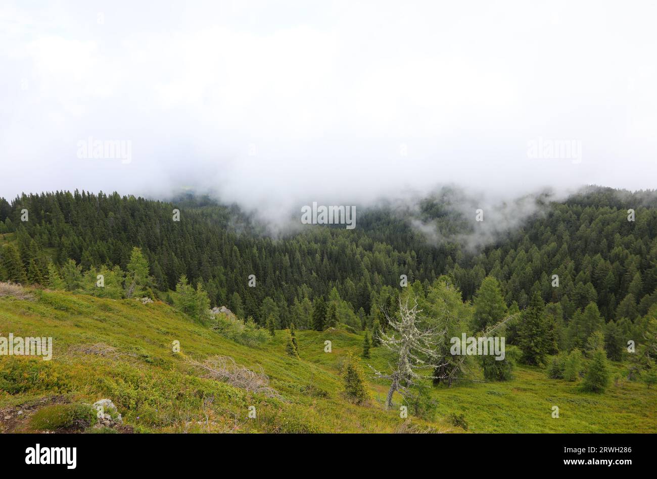 vue aérienne de la forêt avec brouillard blanc en montagne Banque D'Images