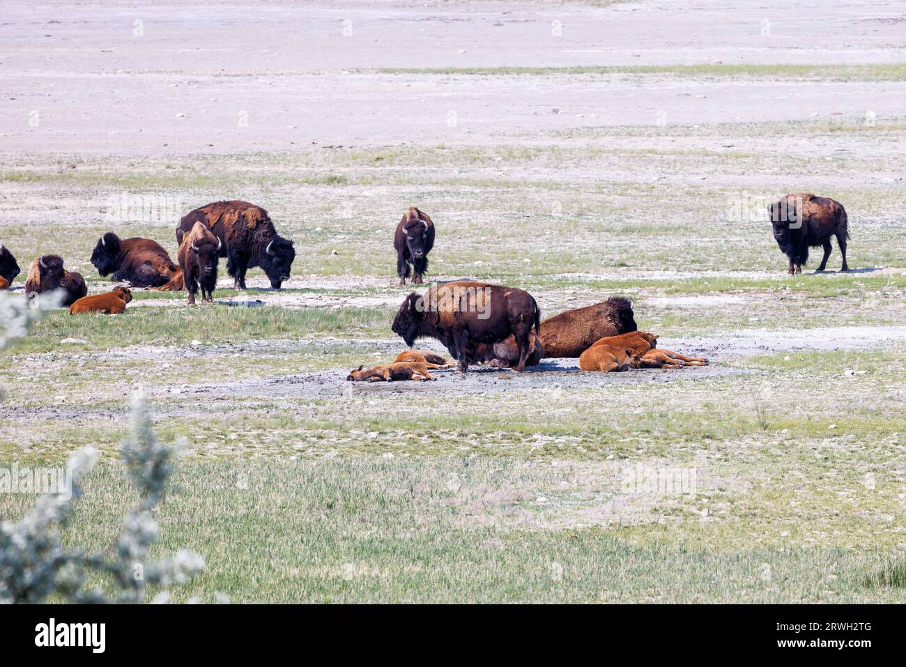 le bison américain se repose en milieu de journée sur l'herbe, l'île de l'antilope, le lac salé, l'utah Banque D'Images