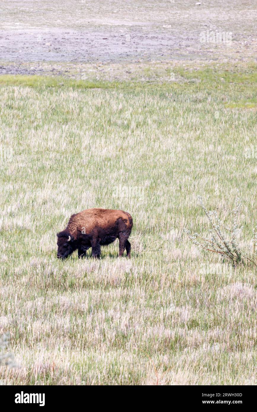 le bison d'amérique broute sur de longues herbes dans un pré, une île antilope, un lac salé, utah Banque D'Images