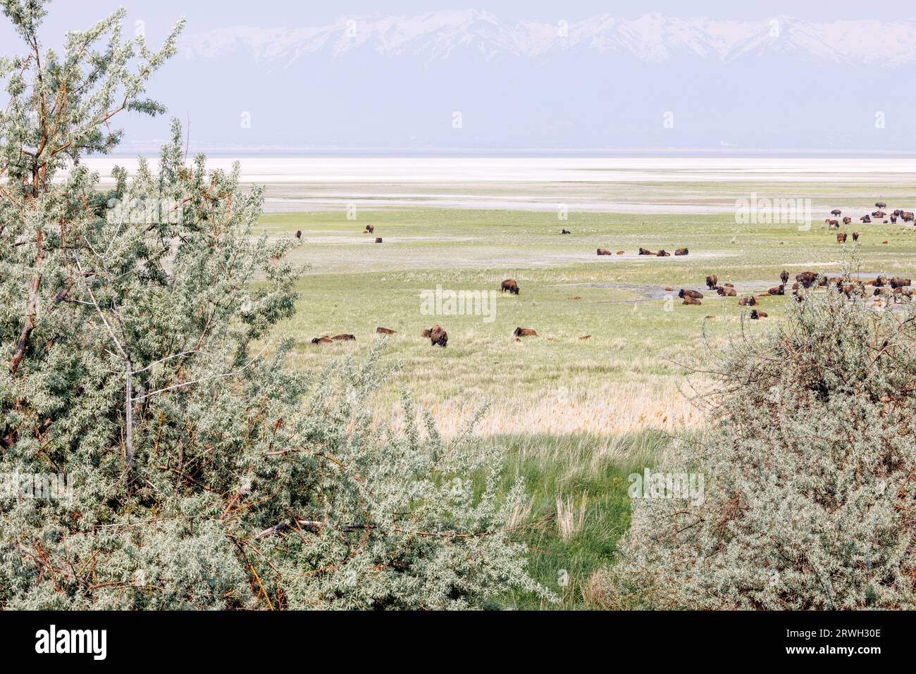 les bisons américains paissent dans un champ sur un lac, une île antilope, un lac salé, utah Banque D'Images