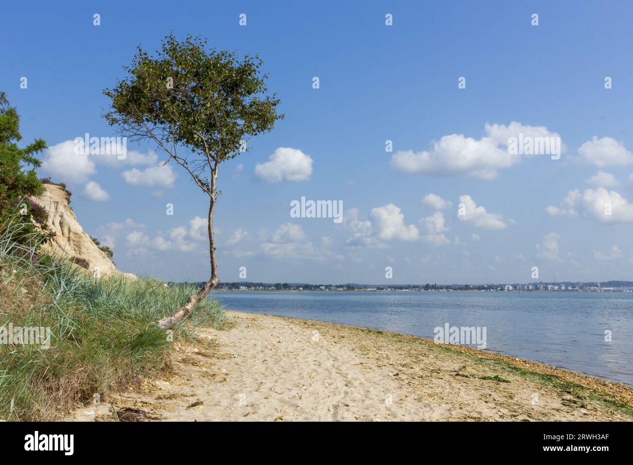 Un arbre solitaire se dresse sur une plage à Arne dans le Dorset un jour d'été avec quelques nuages légers dérivant au-dessus Banque D'Images