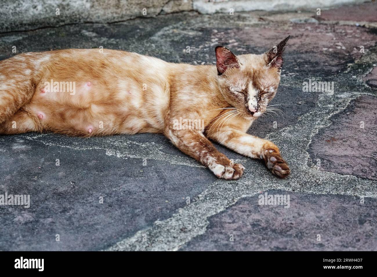 Un chat allongé sur un sol en pierre. Le chat est de couleur brune et semble dormir. Le chat est allongé sur le côté. Banque D'Images
