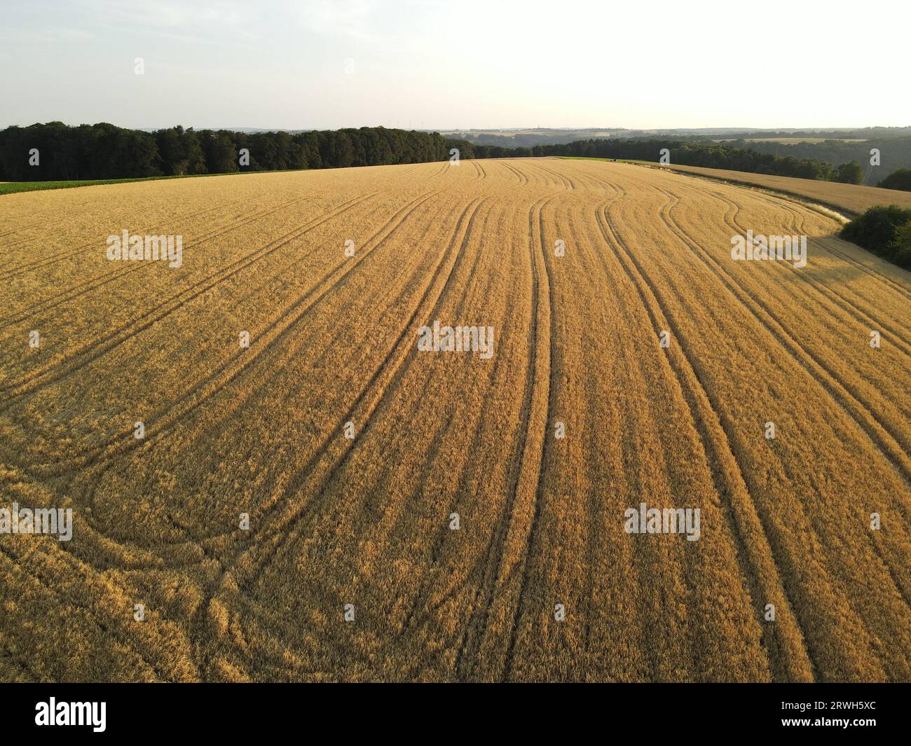 Champ de culture de couleur dorée mûre dans la soirée ensoleillée en été Banque D'Images