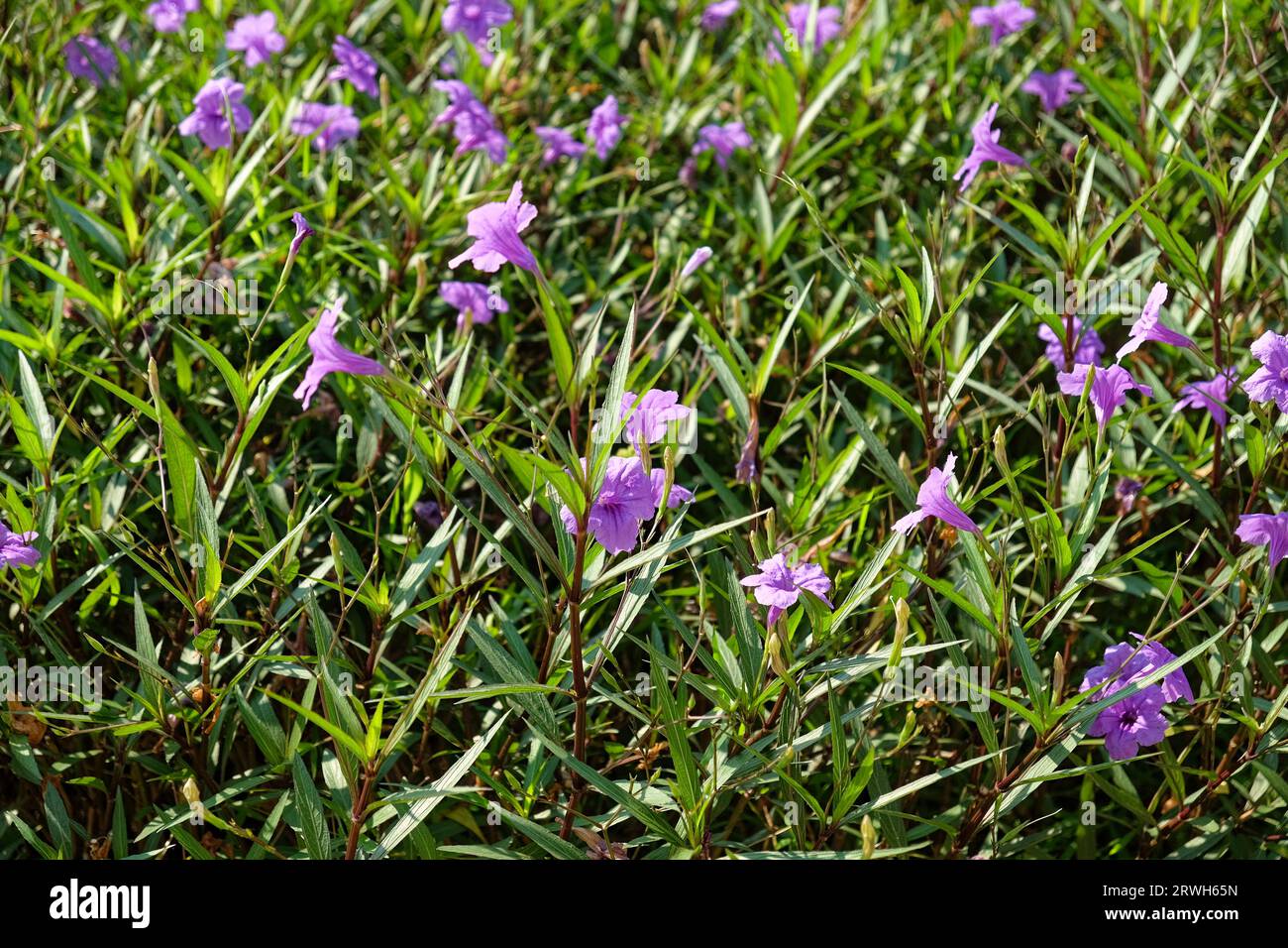 Un violet clair fleurs avec de longues tiges vertes, sur fond de verdure luxuriante. Banque D'Images