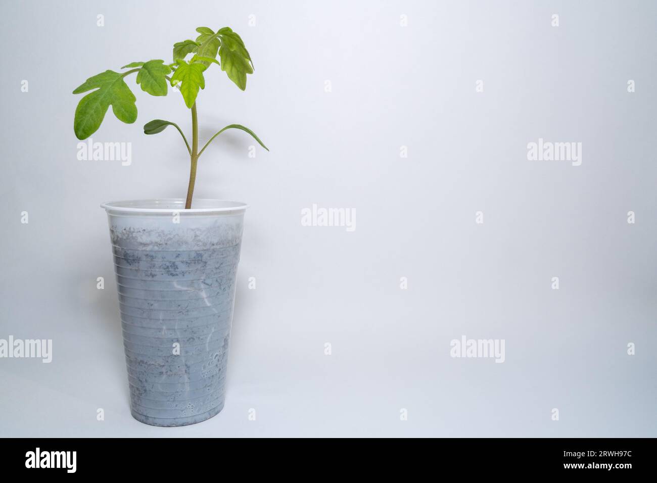 Petit semis de tomate dans une tasse avec espace de copie sur fond blanc Banque D'Images