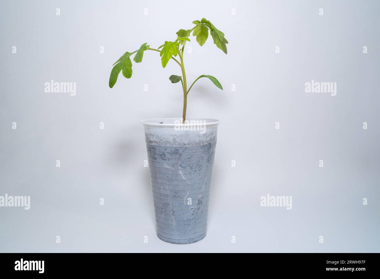Petite plante de tomate dans une tasse avec fond blanc Banque D'Images