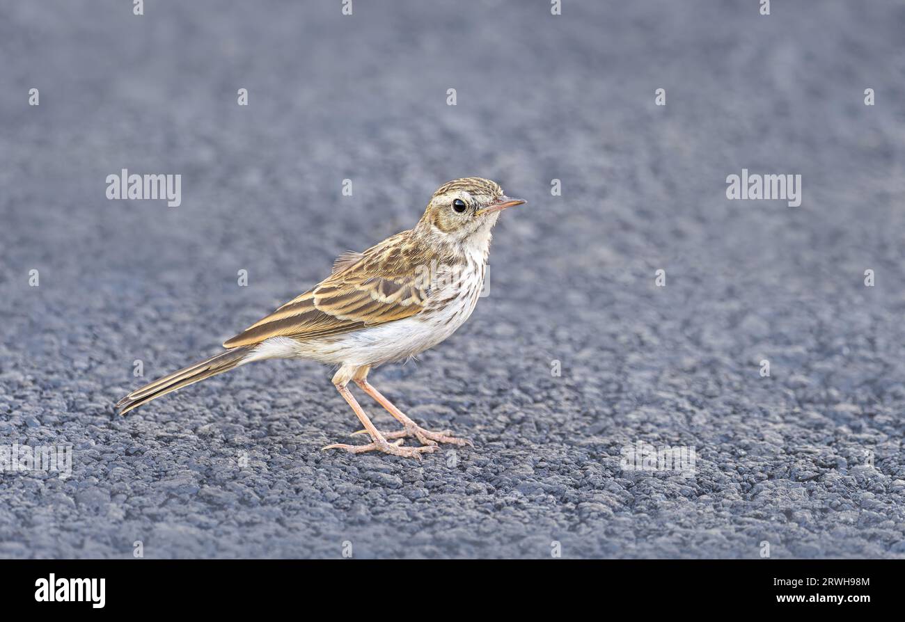 Pipit juvénile canarien de Berthelot, Anthus berthelotii, debout sur le sol, endémique des îles Canaries et de Madère. Gran Canaria, Espagne Banque D'Images