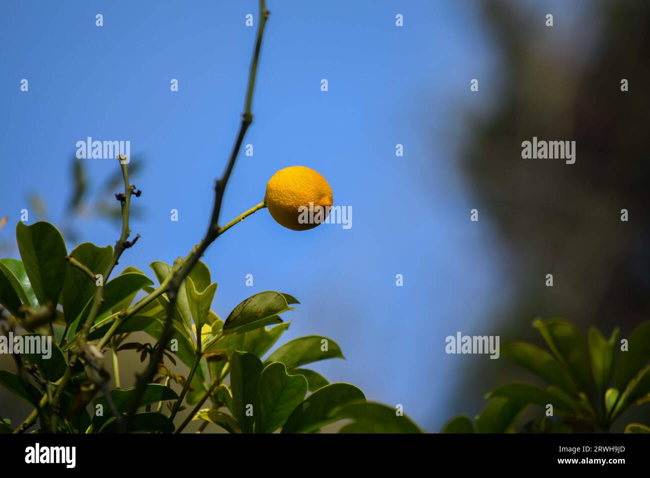 Gros plan d'un citron sur les branches d'un arbre Banque D'Images