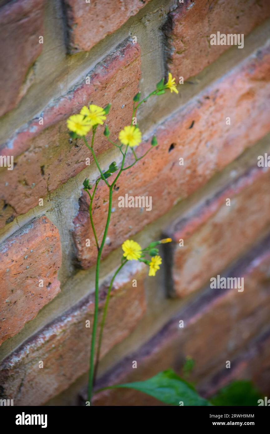 petites fleurs jaunes sur mur de briques Banque D'Images