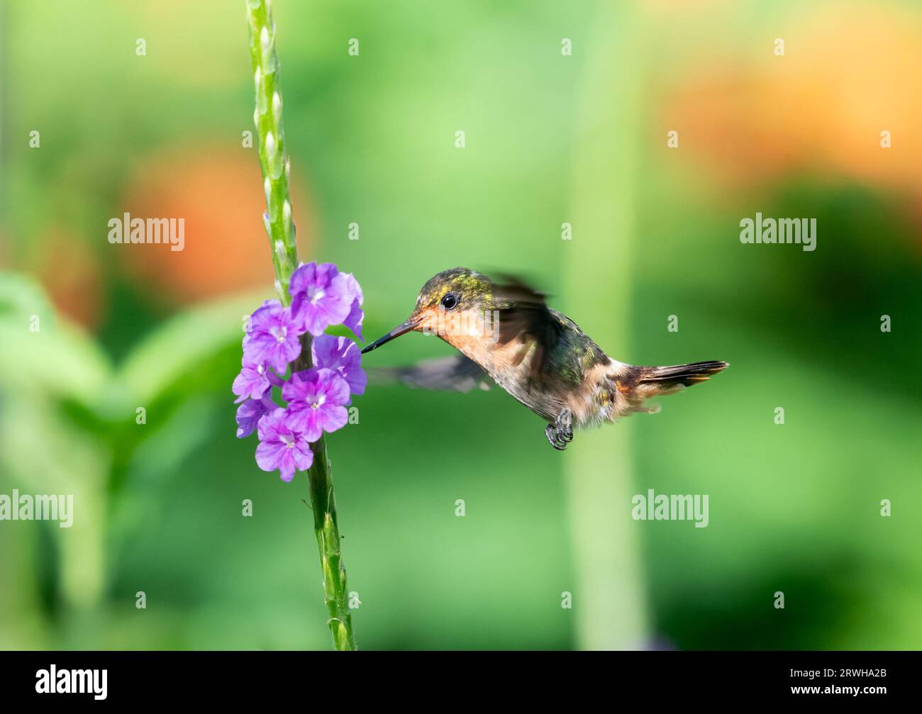 Minuscule coquette touffetée coquette, Lophornis ornatus, fleurs pollinisantes dans la lumière du soleil dans un jardin Banque D'Images