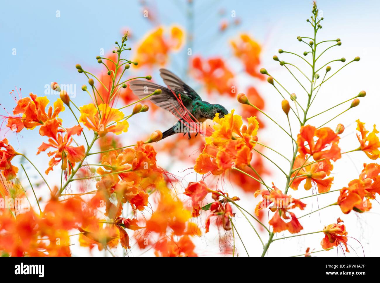 Colibri saphir bleu, Chlorestes notata, volant au milieu de fleurs oranges vibrantes se nourrissant de nectar Banque D'Images