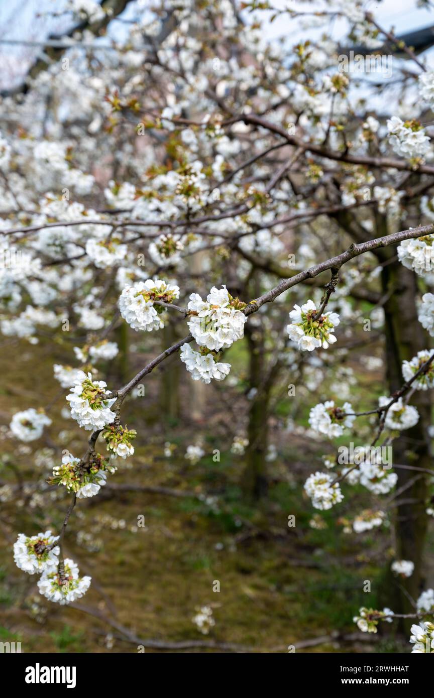 Fleur blanche printanière de cerisier doux, verger avec arbres fruitiers à West Betuwe, pays-Bas en avril Banque D'Images