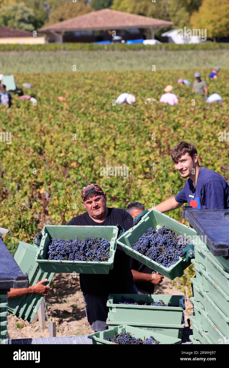 Margaux, Médoc, France. 19 septembre 2023. Début des vendanges dans le vignoble du très célèbre Château Margaux « premier grand cru classé » du Médoc. Production de vin rouge. Le vignoble de Margaux est le plus célèbre au monde. Vignes et vignobles des vins de Bordeaux. Margaux, Médoc, Gironde, France, Europe. Photo Hugo Martin / Alamy Live News. Banque D'Images