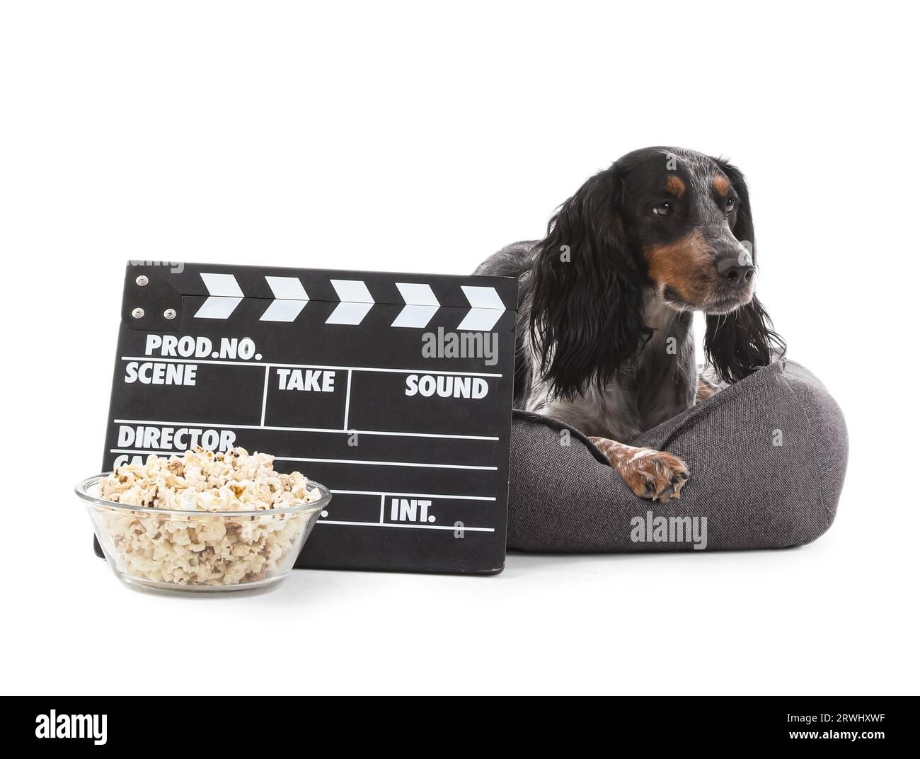 Mignon chien Cocker Spaniel avec bol de pop-corn et clapperboard couché sur le lit de l'animal de compagnie sur fond blanc Banque D'Images