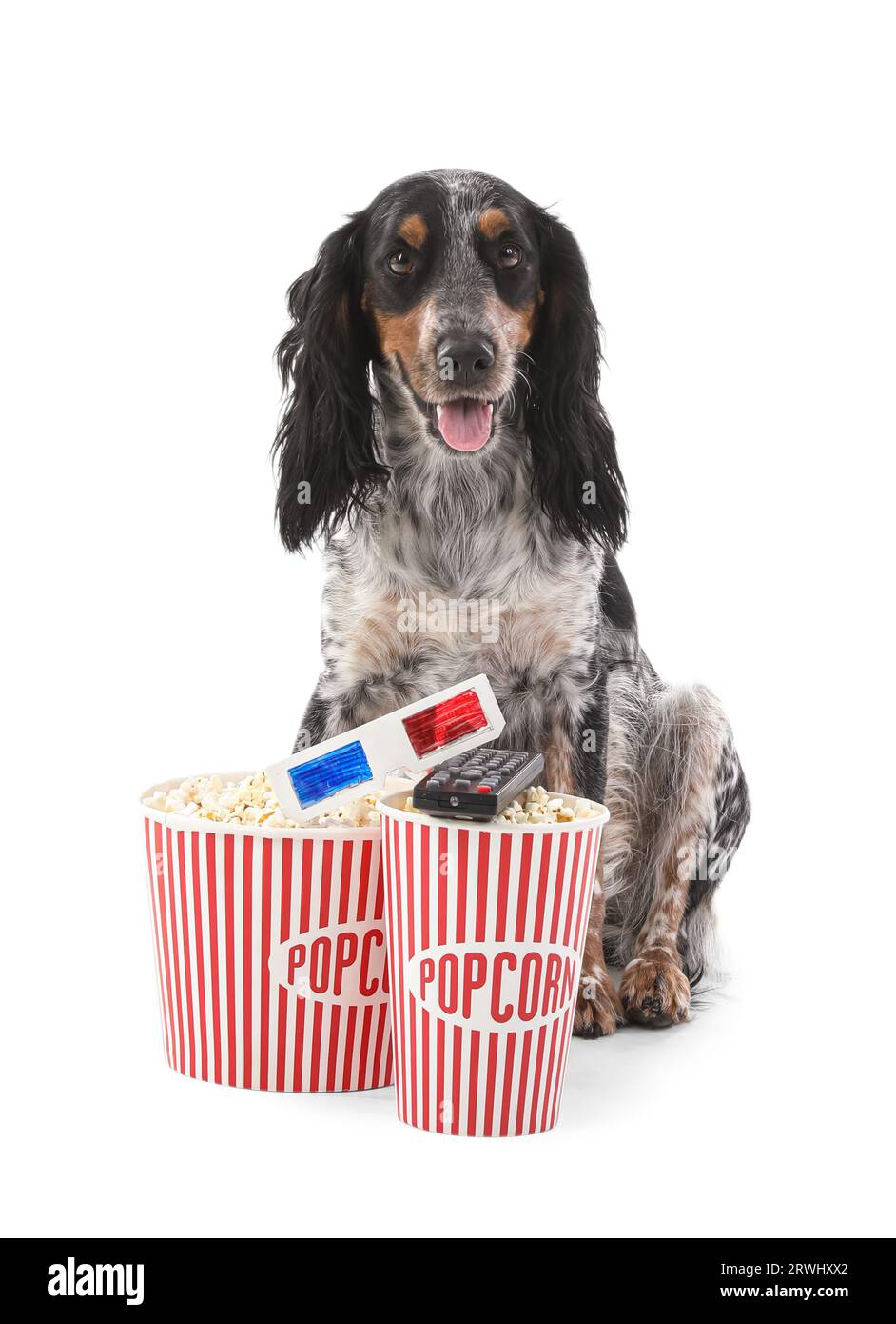 Mignon chien Cocker Spaniel avec des seaux de pop-corn, lunettes de cinéma 3D et télécommande de télévision assis sur fond blanc Banque D'Images