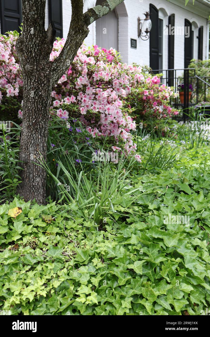 Pink Azalea Bush et Landscape Design Banque D'Images