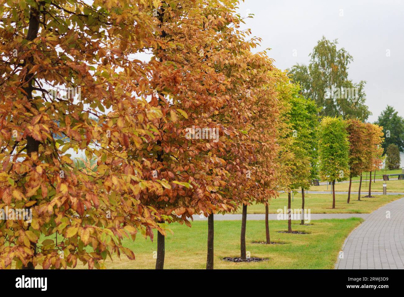 Arbres d'automne dans une rangée avec un feuillage de couleurs d'automne vives. Automne, paysage dans un parc de la ville. Banque D'Images