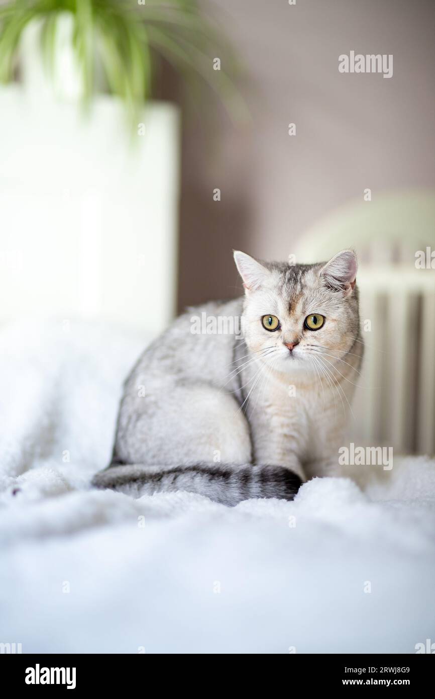 chat tabby argenté britannique à la maison. Banque D'Images