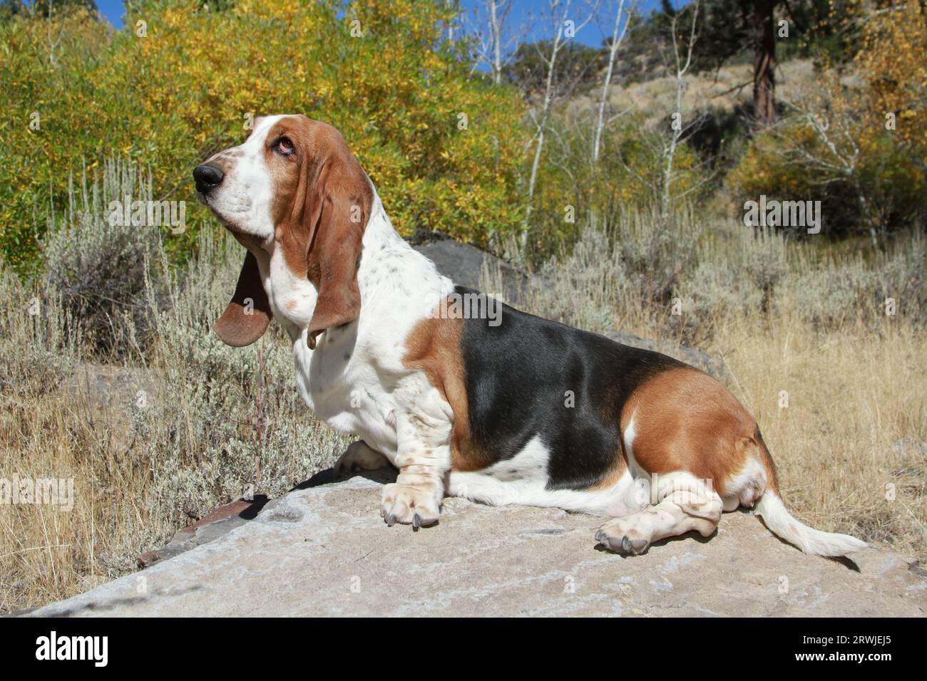 Basset Hound assis sur la roche dans le feuillage d'automne avec le ciel bleu Banque D'Images