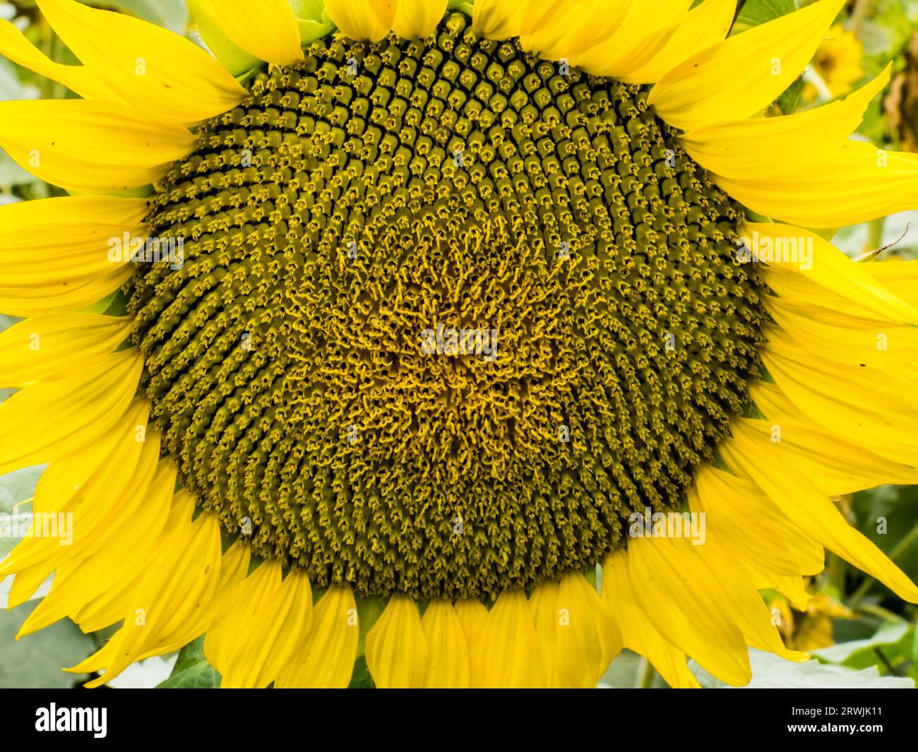 Tournesol Banque D'Images