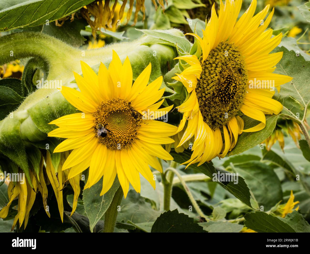 Tournesol Banque D'Images