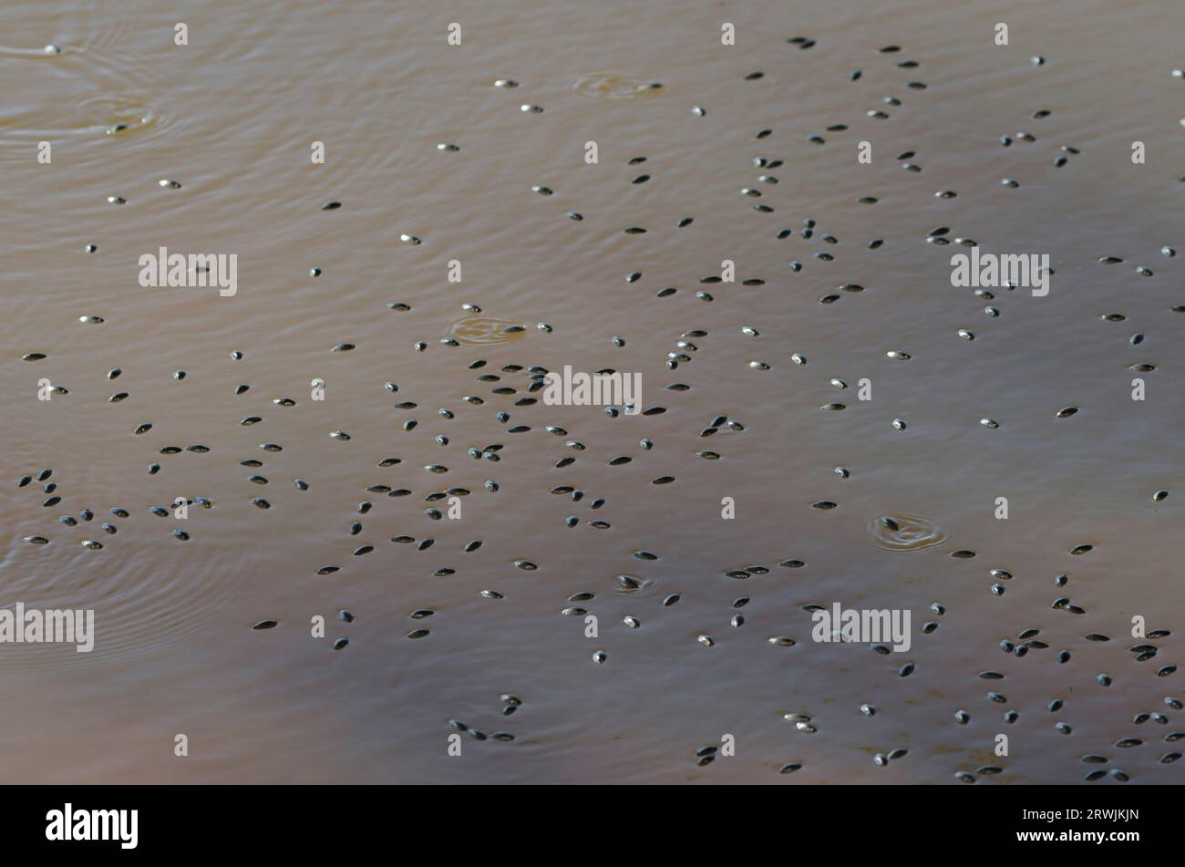 Whirligig Beetles, famille des Gyrinidae Banque D'Images