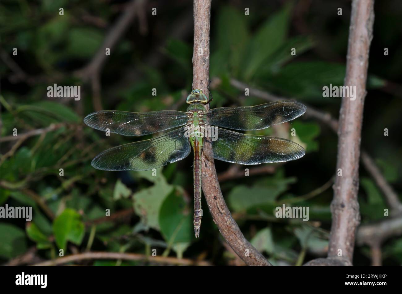 Green Darner commun, l'Anax junius Banque D'Images