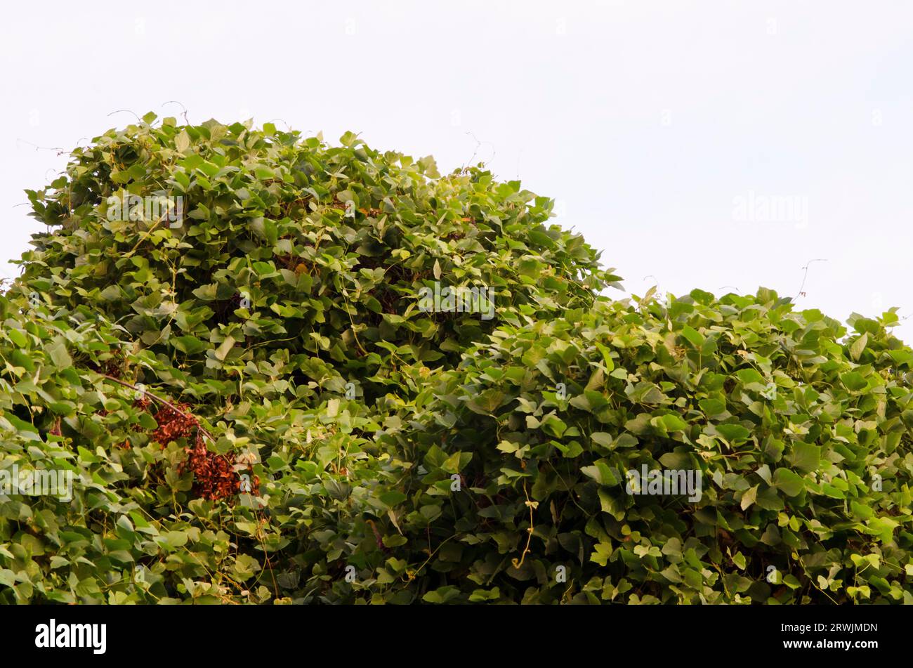 Kudzu, Pueraria montana, à la lumière du jour Banque D'Images