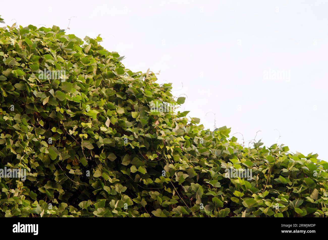 Kudzu, Pueraria montana, à la lumière du jour Banque D'Images