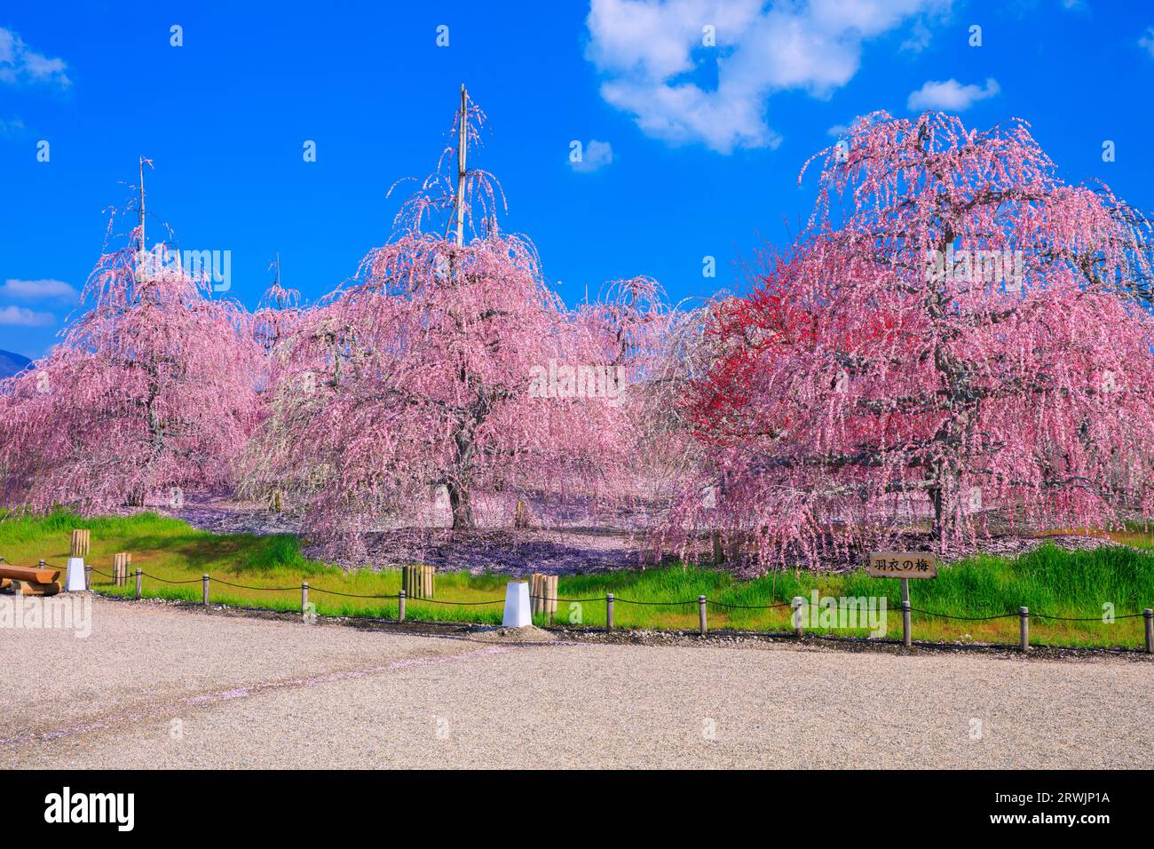 Jardin Suzuka-no-mori, prunier pleurant Banque D'Images