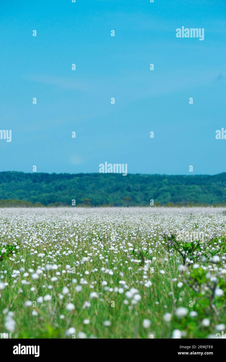 Kiritappu Wetland et herbe de coton Banque D'Images