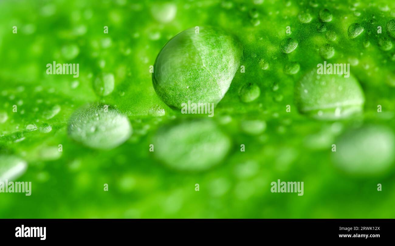 Feuille fraîche avec des gouttes d'eau, fond vert. Banque D'Images