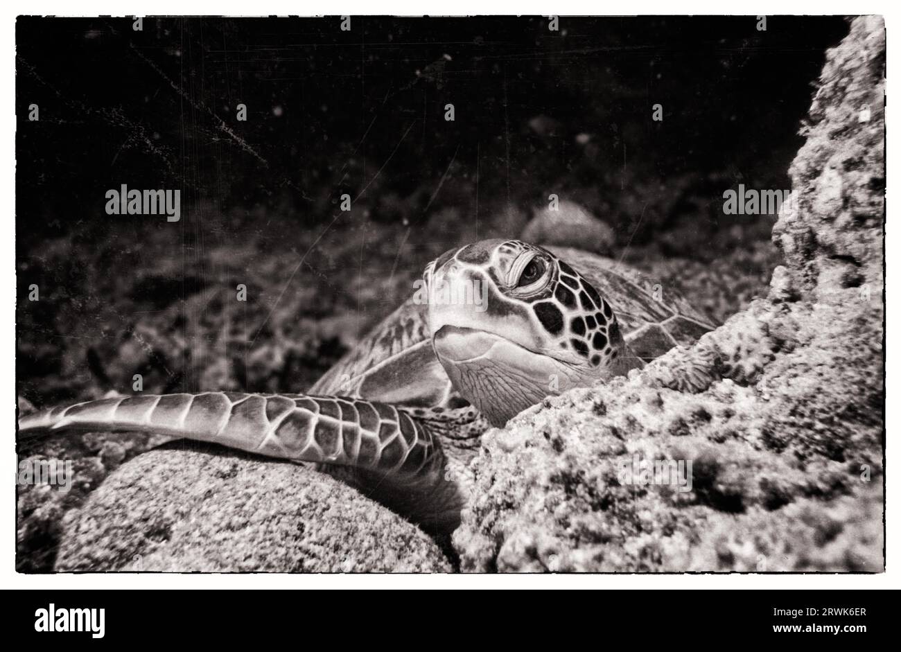 Tortue de mer au large de Kuredu, Maldives, atoll de Lhaviyani Banque D'Images Tortue de mer au large de Kuredu, Maldives, atoll de Lhaviyani Banque D'Images