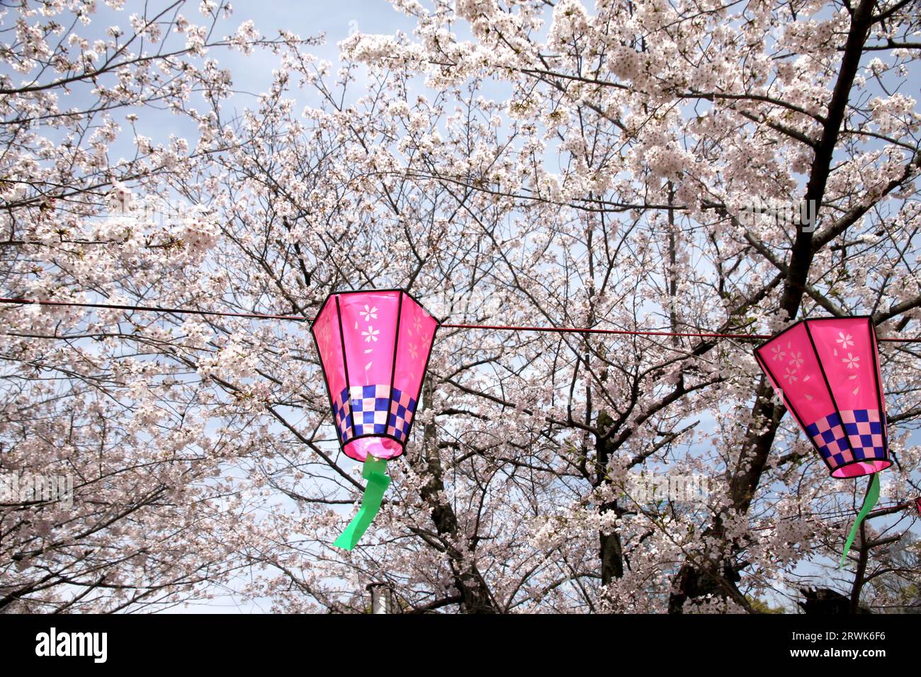 Saison des fleurs de cerisier hanami au Japon Banque D'Images