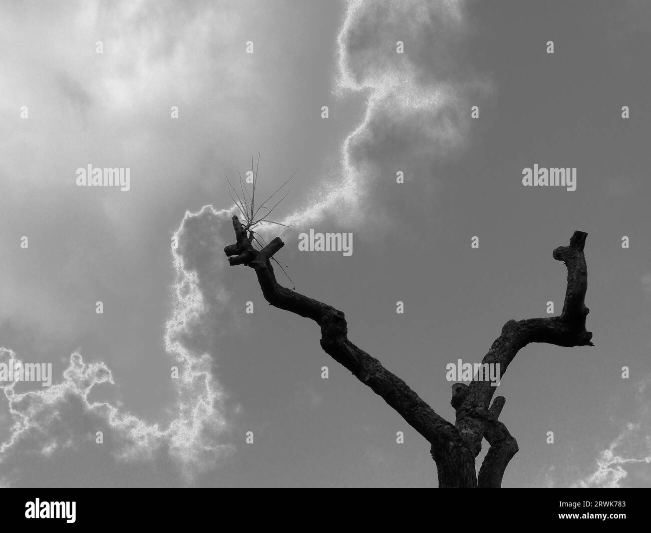 Arbre mort avec des branches atteignant le ciel en Monochrome Banque D'Images