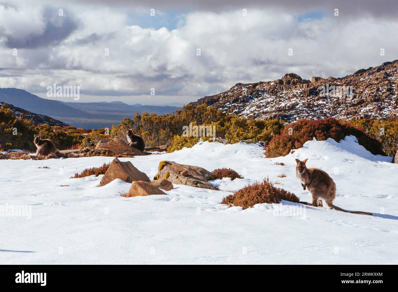 Village de ski de Ben Lomond et kangourous sauvages par une journée d'hiver tranquille en Tasmanie, Australie Banque D'Images