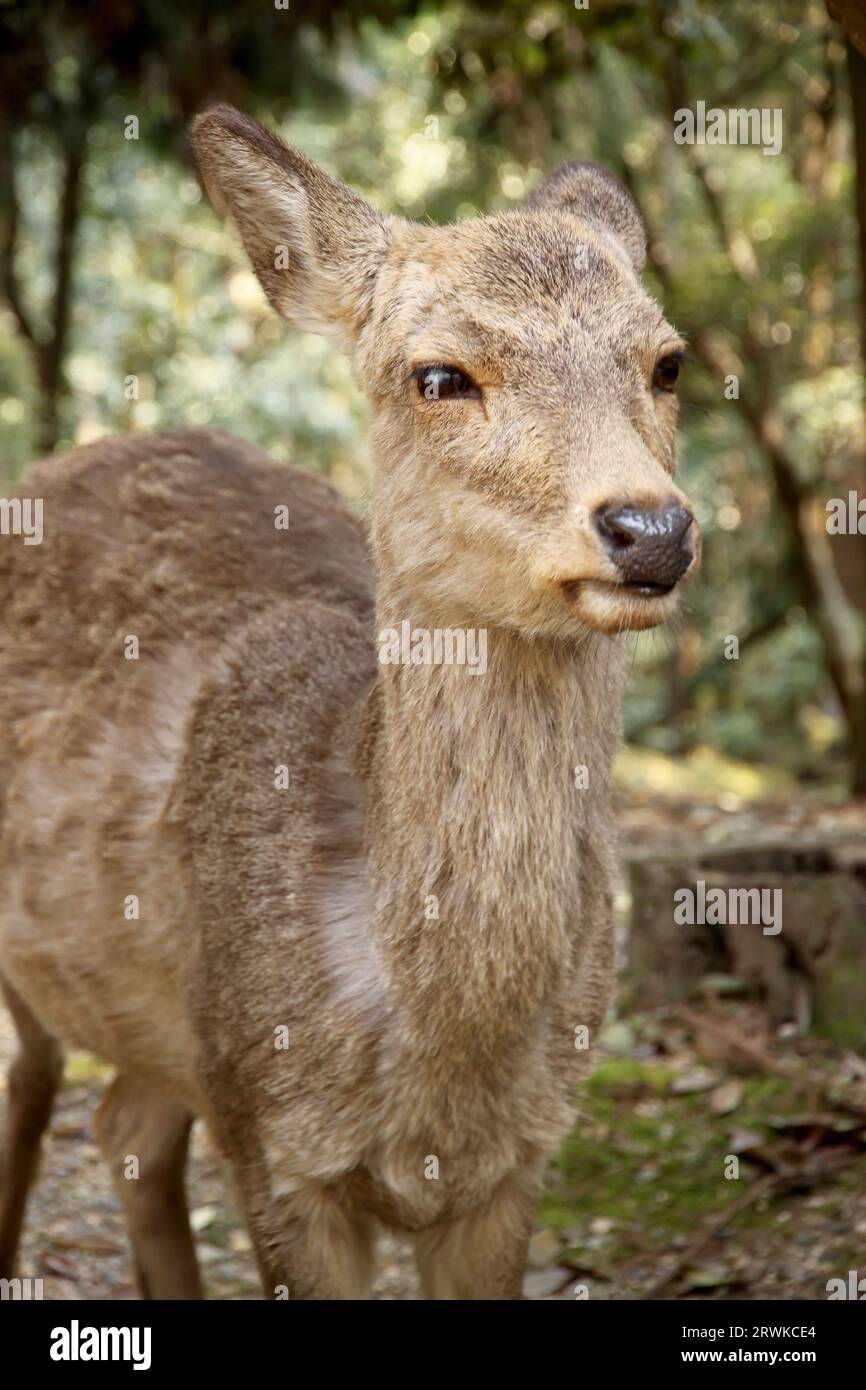 Mignon cerf au parc de Nara, Japon Banque D'Images