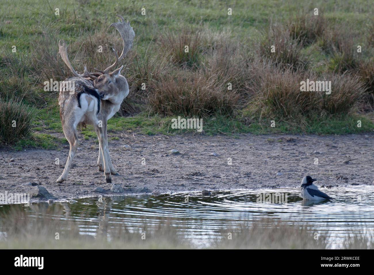 Cerf de jachère (Dama Dama), les femelles sont beaucoup plus petites que les mâles (photo Fallow Deer Buck et Hooded Crow), Corvus corone (cornix) Banque D'Images