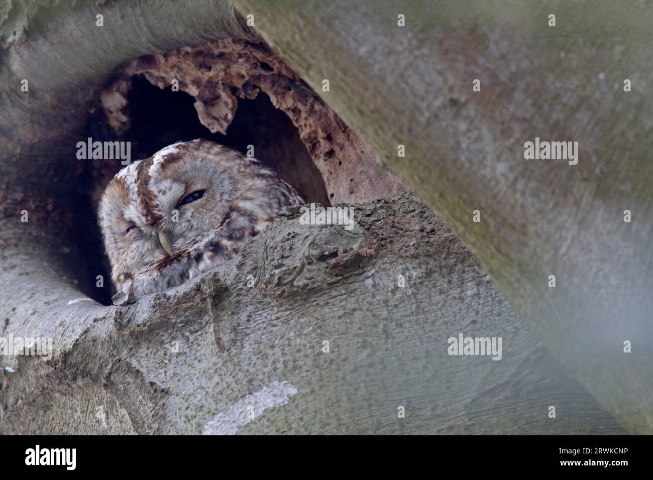 Tawny Owl (Strix aluco) après 5 mois, les jeunes oiseaux ne peuvent plus être distingués des adultes (photo oiseau adulte devant la grotte), Tawny Owl il niche Banque D'Images