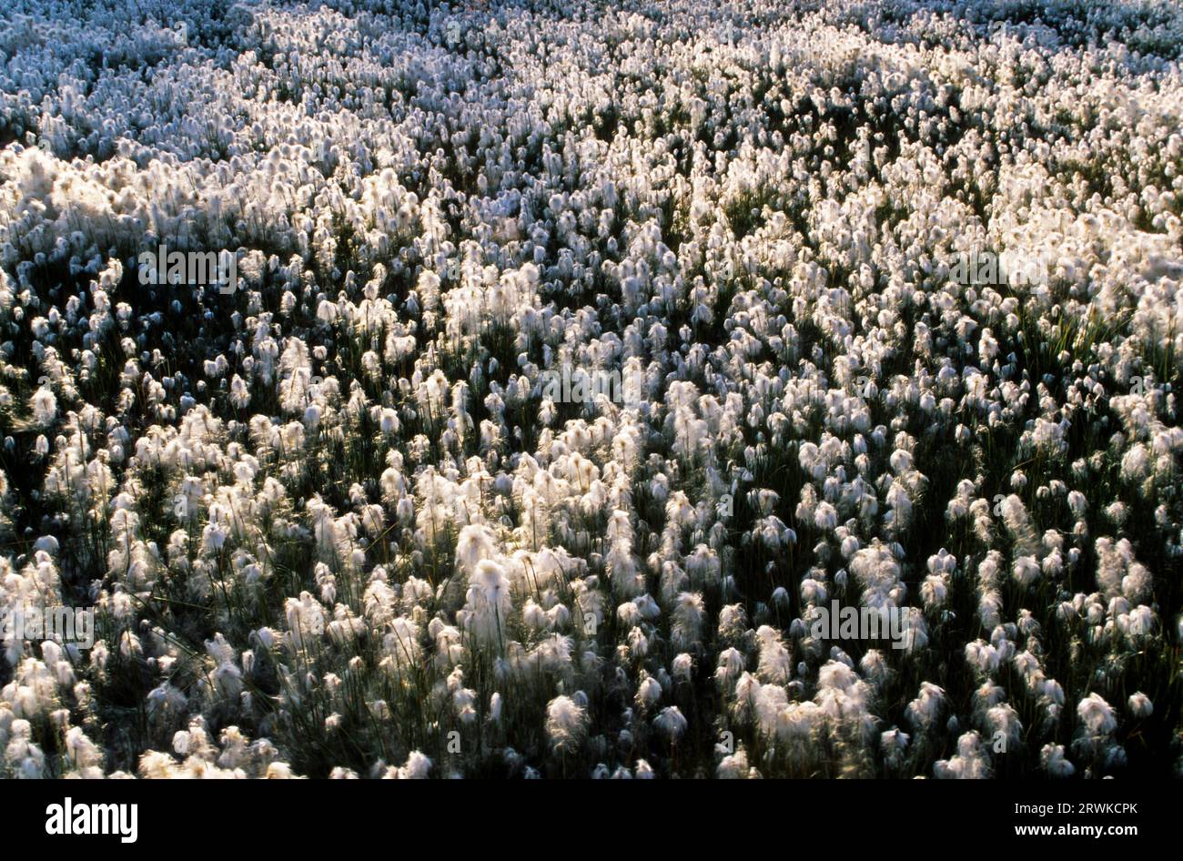 Le cotonnier blanc (Eriophorum scheuchzeri) peut causer l'envasement des eaux alpines (Alpine Cottongrass), le cotton Scheuchzers peut être trouvé en mer Banque D'Images