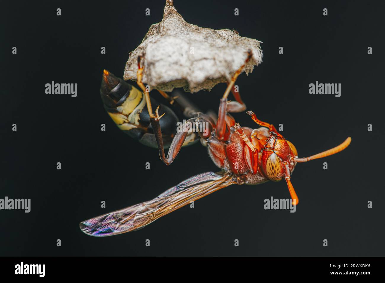 Common Paper Wasp nid de guêpe de construction sur fond de nature, macrophotographie d'insecte, mise au point sélective. Banque D'Images