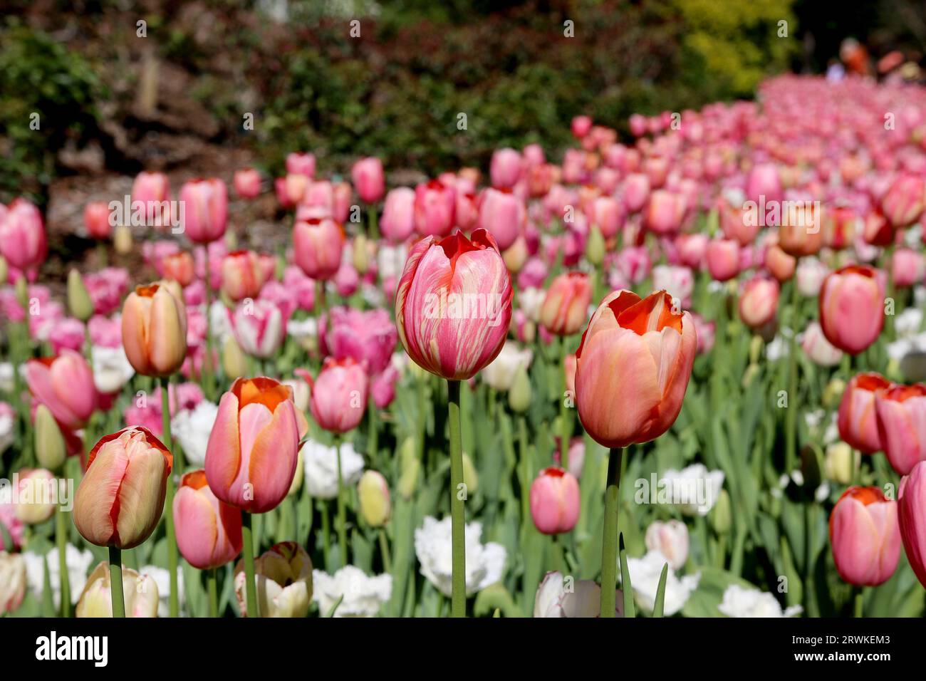 Rangées de jolies tulipes roses en fleurs à Araluen Botanic Park, Perth, Australie occidentale, Australie Banque D'Images