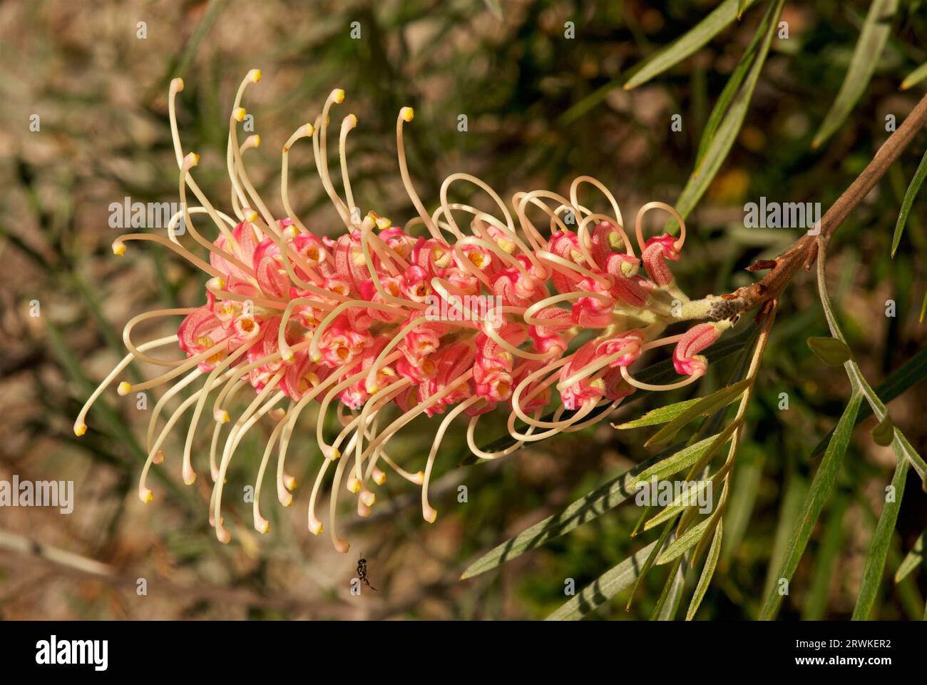 Le cultivar Grevillea 'Pink surprise' (G. banksii X G. whiteana) a croisé des espèces indigènes du Queensland Banque D'Images